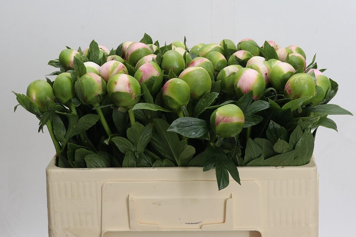 Paeonia Colonel Owen Cousins