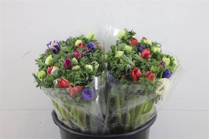 <h4>ANEM GALIL MIXED</h4>