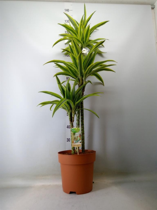 <h4>Dracaena fr de 'LemonLime'</h4>