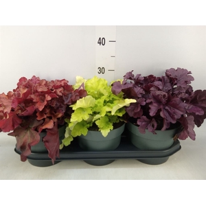 Heuchera  'Indian Summer'   ...mix
