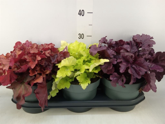<h4>Heuchera  'Indian Summer'   ...mix</h4>