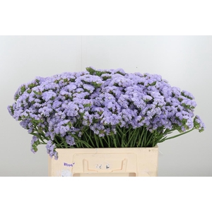 Lim S Luna Blue