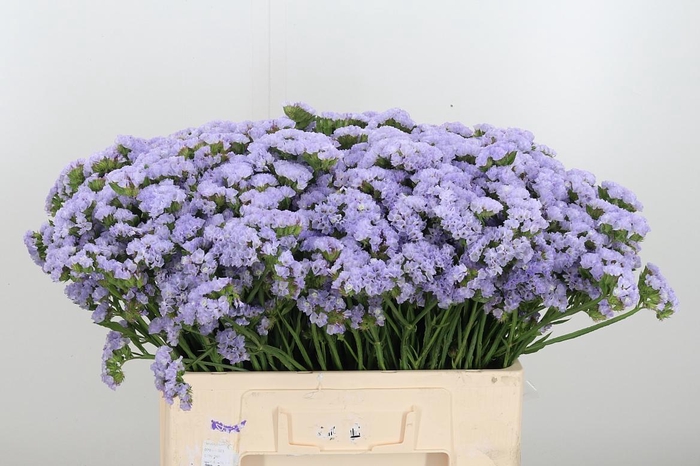 <h4>Lim S Luna Blue</h4>