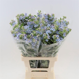 OXY CO TAN PURE BLU