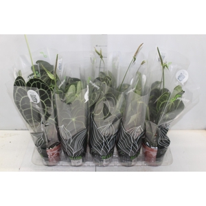 ANTH CLARINERVIUM P12