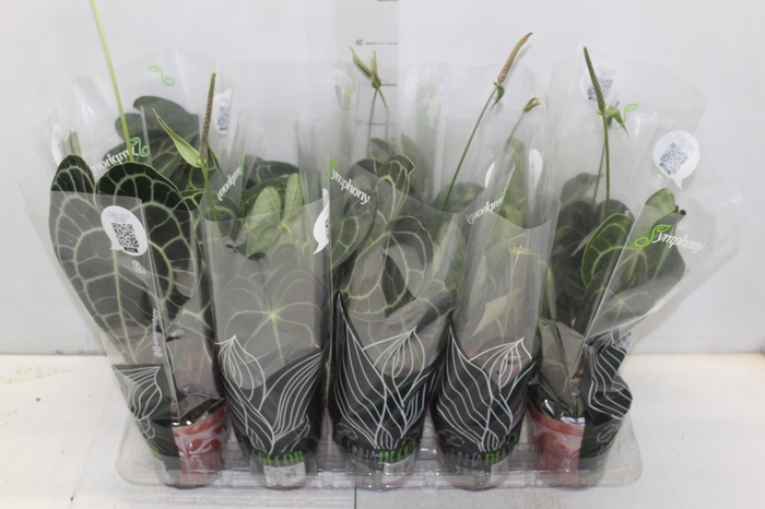 <h4>ANTH CLARINERVIUM P12</h4>