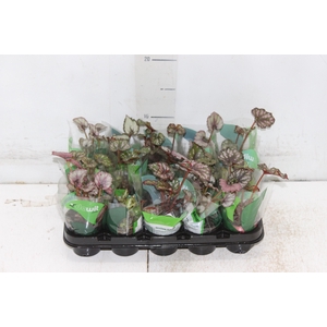 BEGONIA REX P06 PO