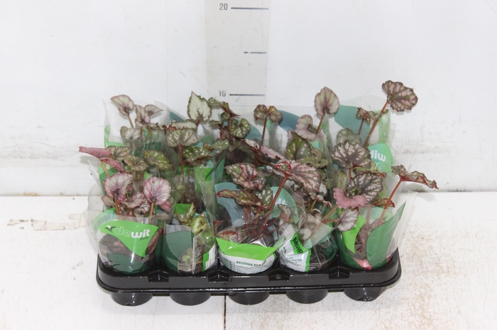 <h4>BEGONIA REX P06 PO</h4>