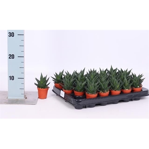 HAWO LIMIFOLIA