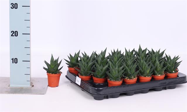 <h4>HAWO LIMIFOLIA</h4>