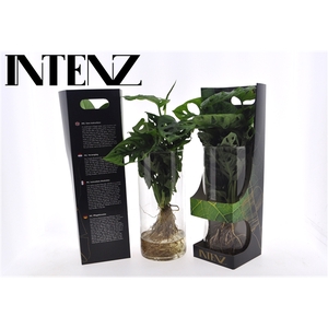 Monstera in Cylinder glas + Showdoos - levertijd: 24 uur