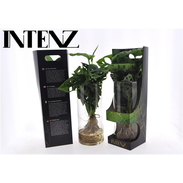 <h4>Monstera obliqua ('Leichtlinii')</h4>
