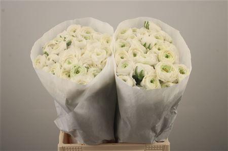 <h4>Ran El. White Ex</h4>