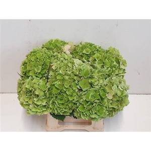 HYDR M CH VERENA CL GREEN