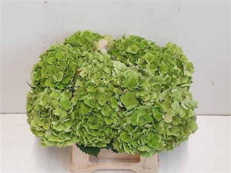<h4>HYDR M CH VERENA CL GREEN</h4>
