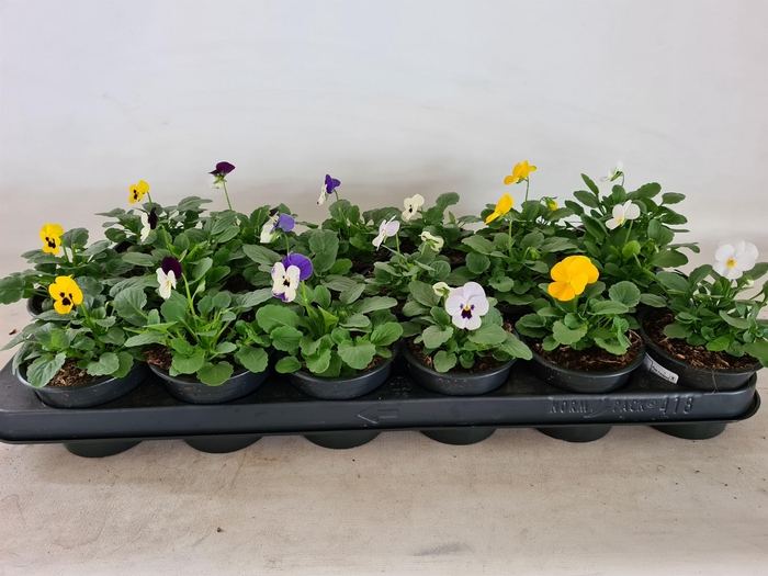 <h4>Viola cornuta gemengd</h4>