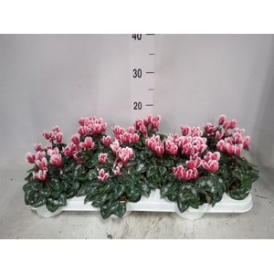 Cyclamen KL 'Picola Shine'