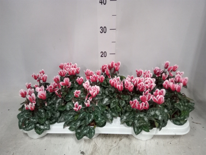 <h4>Cyclamen KL 'Picola Shine'</h4>