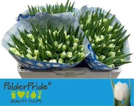 <h4>Tu Du Mondial</h4>