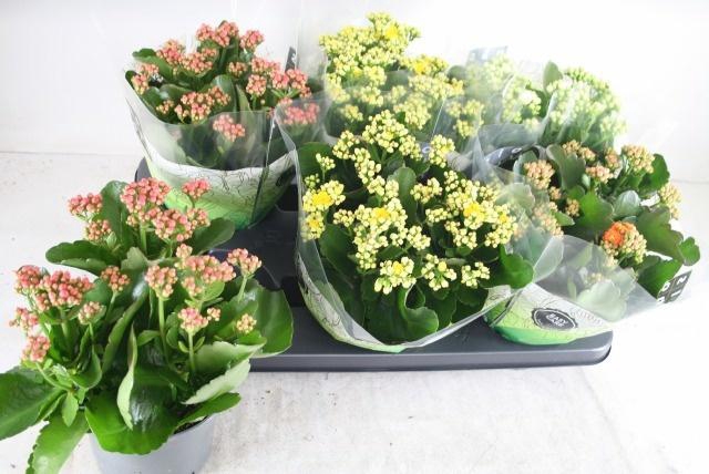 <h4>KAL GE GEM 4 KL</h4>