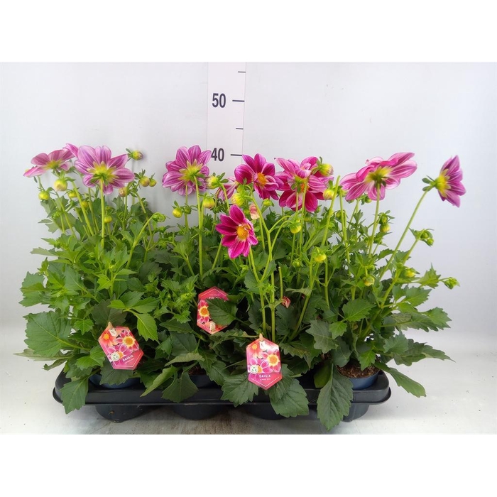 <h4>Dahlia  'Summerbees Purple Bicolor'</h4>