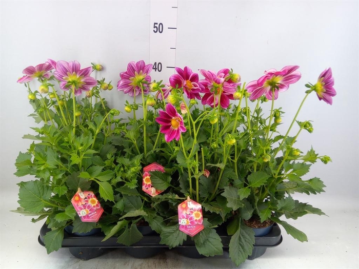 Dahlia  'Summerbees Purple Bicolor'