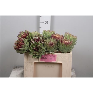 Cynara Sc Green Glob