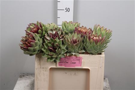 <h4>Cynara Sc Green Glob</h4>