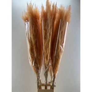 Dried Cortaderia Selloan Zalm