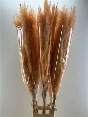 <h4>Dried Cortaderia Selloan Zalm</h4>