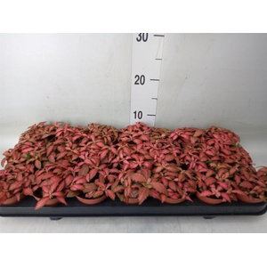 Fittonia verschaf. 'Forest Flame'