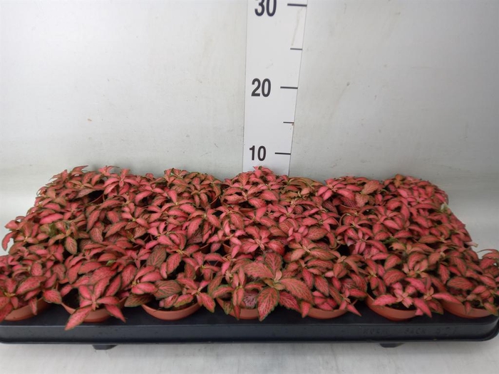 <h4>Fittonia verschaf. 'Forest Flame'</h4>