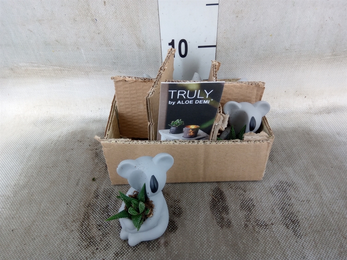 <h4>Arr.  Succulents L%</h4>