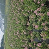 Escallonia overig