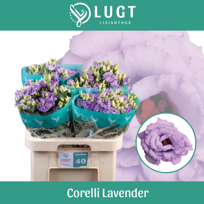 <h4>EUS G CORELLI LAVEND</h4>