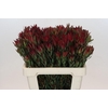 Leucadendron Blush Spray