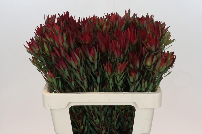 <h4>Leucadendron Blush Spray</h4>