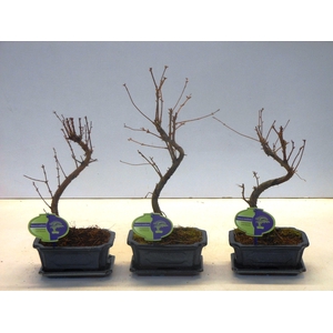 metasequoia glyptostroboides 15 cm shape, with driptray