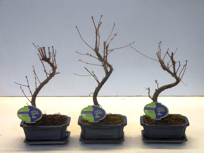 <h4>metasequoia glyptostroboides 15 cm shape, with driptray</h4>