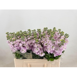 MATTH FIGARO L ROSE