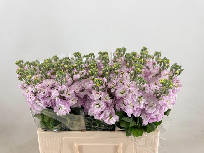 <h4>MATTH FIGARO L ROSE</h4>