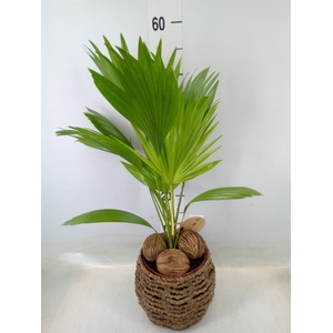 Livistona rotundifolia