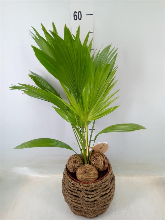 <h4>Livistona rotundifolia</h4>