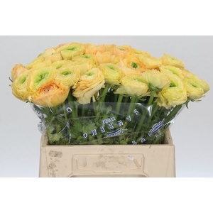 Ranunculus Clooney Tuareq Extra