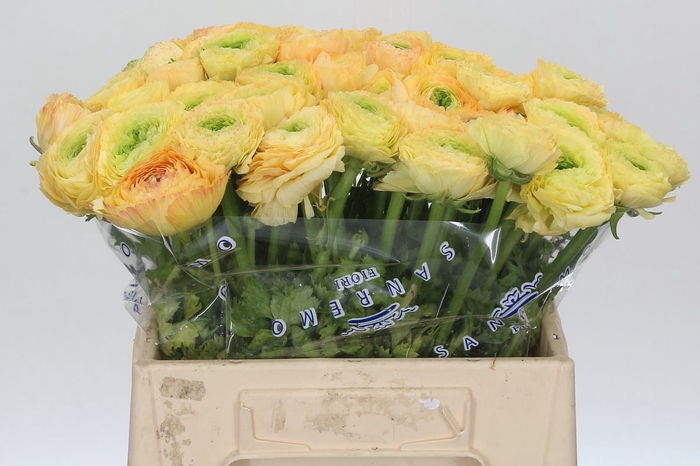 <h4>Ranunculus Clooney Tuareq Extra</h4>