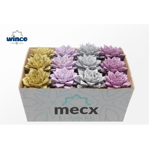 Echeveria Glitter Mix Lovely Christmas (mecx Flo Mecx-emmer 8cm