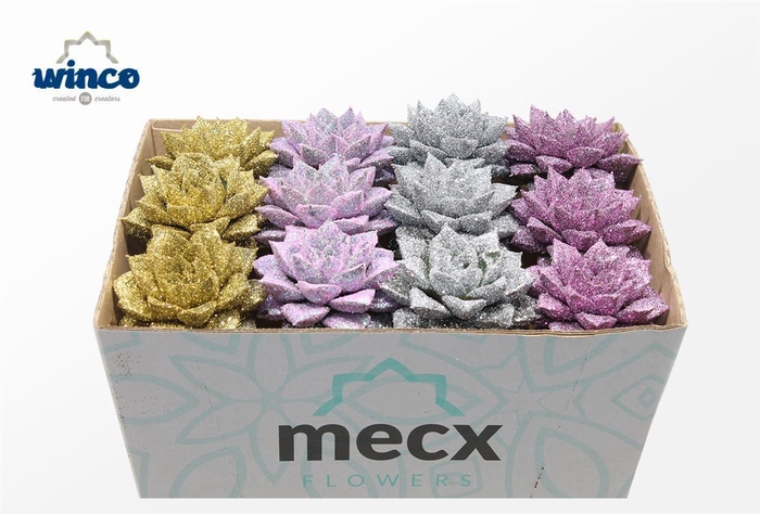 <h4>Echeveria Glitter Mix Lovely Christmas (mecx Flo M</h4>