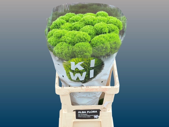 <h4>Di Barb Kiwi Cool Xl</h4>