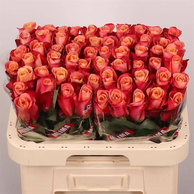<h4>R Gr Helene</h4>