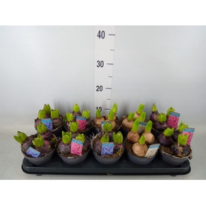 Hyacinthus orie.   ...mix 3